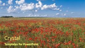  Presentation with poppy - Theme consisting of field-of-blooming-red-poppy background and a tawny brown colored foreground