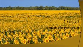  Presentation with sunflowers - Beautiful presentation theme featuring field-of-blooming-sunflowers-background backdrop and a gold colored foreground