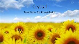  Presentation with crop - Colorful presentation theme enhanced with field of blooming sunflowers backdrop and a light blue colored foreground