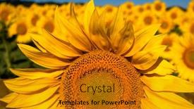  Presentation with sunflowers - PPT layouts consisting of field-of-blooming-sunflowers background and a gold colored foreground