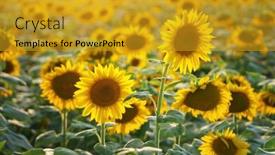  Presentation with sunflowers - Slide set having field-of-blooming-sunflowers background and a gold colored foreground