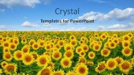  Presentation with sky blue - Presentation theme having field-of-blooming-sunflowers background and a light blue colored foreground