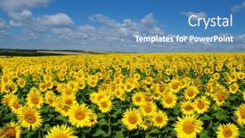  Presentation with sunflowers - 