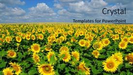  Presentation with crop - Slide deck having field of blooming sunflowers background and a light blue colored foreground