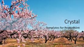  Presentation with almond - Audience pleasing PPT layouts consisting of field of blossoming almond trees backdrop and a light blue colored foreground