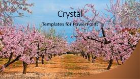  Presentation with almond - Presentation design having field of blossoming almond trees background and a light blue colored foreground