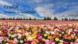  Presentation with carpet - Colorful PPT layouts enhanced with field of blossoming buttercups spring backdrop and a teal colored foreground