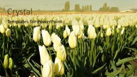  Presentation with bright yellow - 