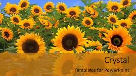  Presentation with sunflowers - Slide set consisting of daisy flower isolated sunlight - field of bright happy sunflowers background and a gold colored foreground