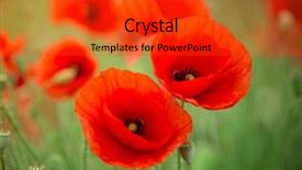  Presentation with corn field - Presentation design enhanced with bright red corn poppy flower background and a red colored foreground