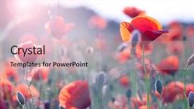  Presentation with red gold green field - PPT theme featuring field of bright red poppy background and a soft green colored foreground
