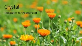  Presentation with calendula - Amazing slide deck having field of calendula backdrop and a gold colored foreground