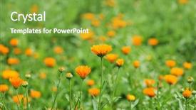  Presentation with calendula - PPT theme featuring field of calendula background and a seafoam green colored foreground