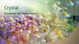  Presentation with light rays - Presentation theme featuring field of chamomile background and a soft green colored foreground