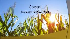  Presentation with corn field - Slides having field of corn at sunset background and a light blue colored foreground