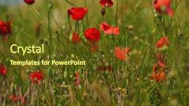  Presentation with corn field - PPT layouts having field of corn poppy flowers field background papaver rhoeas in spring background and a tawny brown colored foreground