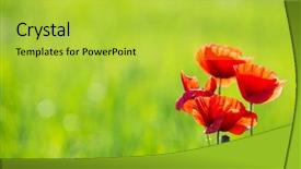  Presentation with corn field - PPT theme consisting of field of corn poppy flowers background and a yellow colored foreground