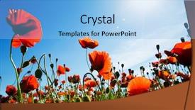  Presentation with corn field - Amazing PPT layouts having field of corn poppy flowers backdrop and a light blue colored foreground