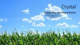  Presentation with corn field - PPT layouts consisting of field of corn stalks background and a light blue colored foreground