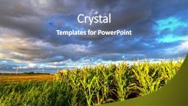  Presentation with corn field - Presentation theme enhanced with field of corn with stormy background and a ocean colored foreground