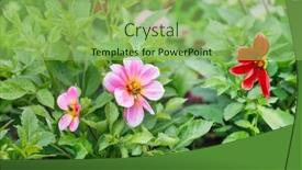  Presentation with dahlia - 