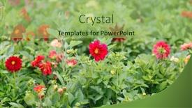  Presentation with dahlia - Audience pleasing PPT layouts consisting of field-of-dahlia backdrop and a mint green colored foreground