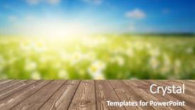  Presentation with sky blue and golden yellow - Beautiful theme featuring field of daisies blue sky backdrop and a coral colored foreground