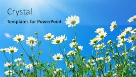 Presentation with sky sun - Slide deck having field-of-daisies-blue-sky background and a light blue colored foreground