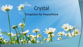  Presentation with sky sun - Presentation design consisting of field of daisies blue sky background and a light blue colored foreground