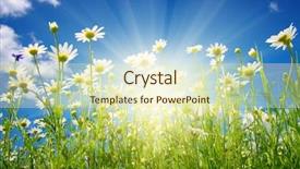  Presentation with sky sun - Presentation theme with field of daisies blue sky background and a  colored foreground