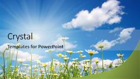  Presentation with sun rays on blue sky - Colorful presentation theme enhanced with field of daisies blue sky backdrop and a light blue colored foreground