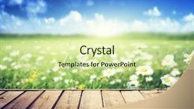  Presentation with daisy - Cool new PPT theme with field of daisy flowers and wood floor backdrop and a soft green colored foreground