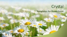  Presentation with daisy - Cool new presentation theme with field of daisy flowers backdrop and a soft green colored foreground