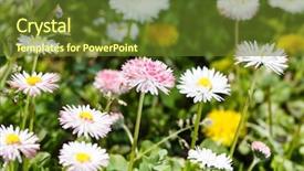  Presentation with abstract medical - Presentation design featuring field of daisy background and a  colored foreground