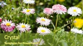  Presentation with abstract medical - Beautiful slide deck featuring field of daisy backdrop and a  colored foreground