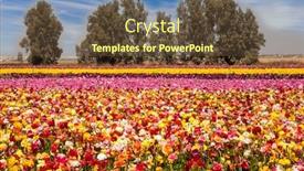  Presentation with botanical - Presentation theme having field-of-flowering-colorful-buttercups background and a tawny brown colored foreground