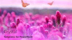  Presentation with butterflies - Colorful slide set enhanced with field-of-flowering-crimson-clovers backdrop and a lilac colored foreground