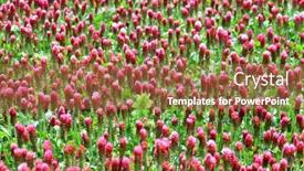  Presentation with field - Audience pleasing presentation theme consisting of field-of-flowering-crimson-clovers backdrop and a red colored foreground