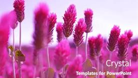 Presentation with season - Theme enhanced with field-of-flowering-crimson-clovers background and a coral colored foreground