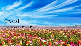  Presentation with horticulture spring easter - PPT layouts featuring field of flowering garden buttercups background and a light blue colored foreground