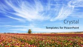  Presentation with tourism - Slide set with field-of-flowering-garden-buttercups background and a light blue colored foreground