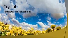 Presentation with rural tourism concept - Slides with field of flowering yellow buttercups background and a light blue colored foreground