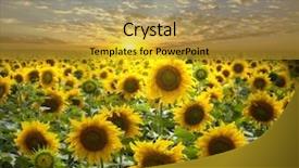  Presentation with sunflowers - Presentation enhanced with field of flowerings sunflowers background and a gold colored foreground