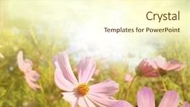  Presentation with sunlight - Colorful PPT theme enhanced with field of flowers and sunlight backdrop and a cream colored foreground