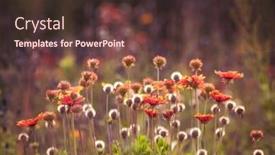  Presentation with lighting - Presentation theme featuring field-of-flowers-at-sunset background and a  colored foreground