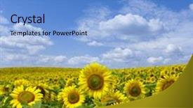  Presentation with sunflowers - Presentation theme enhanced with field of flowers of sunflowers background and a light blue colored foreground