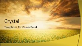  Presentation with sunflowers - PPT theme consisting of field of flowers of sunflowers background and a yellow colored foreground
