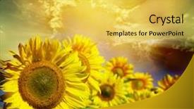  Presentation with sunflower - Colorful PPT theme enhanced with field of flowers of sunflowers backdrop and a yellow colored foreground