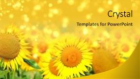 Presentation with wild flower in field of daisies - Theme featuring field of flowers of sunflowers background and a  colored foreground