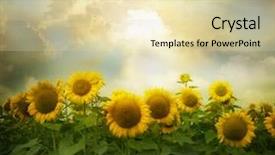  Presentation with sunflowers - Slides enhanced with field of flowers of sunflowers background and a soft green colored foreground